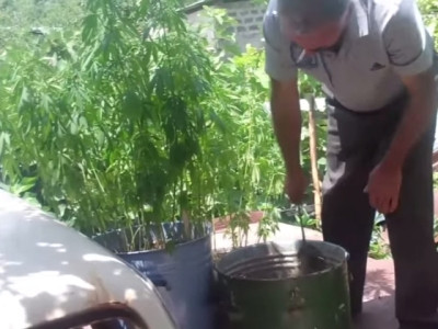 Ռուբենը տանիքին կանեփ էր աճեցրել