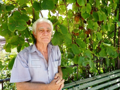 Կիվի աճեցնելը կարող է եկամտաբեր բիզնես դառնալ. 67–ամյա ալավերդցին ապացուցում է իր փորձով (ֆոտո)