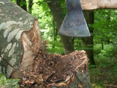 Ոստիկանությունը մի քանի հարյուր խմ ապօրինի հատված ծառեր է հայտնաբերել