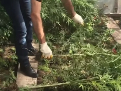 Ջերմոցում կանեփ են աճեցրել. հայտնաբերվածն առգրավվել է