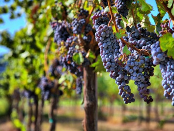 Շաքարաբամբակի համով խաղող են աճեցրել