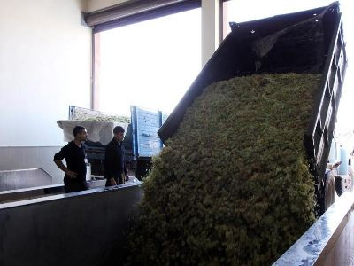 Մթերվել է շուրջ 75 հազար տոննա խաղող, որից արդեն արտահանվել է 3750-ը. նախարար
