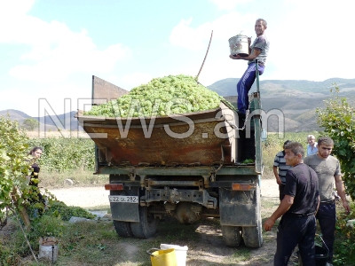 Տավուշի սահմանամերձ գյուղերում 100 տոկոս վնասված բերքի դիմաց բնակիչները փոխհատուցում չեն ստացել (ֆոտո)