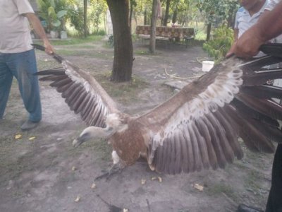 «Յուրյան շրջանի այգի» Ադրբեջանում. մարդկանց վրա հսկայական արծվառյուծ է հարձակվել