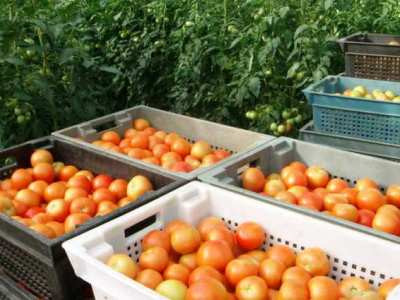 Գյուղնախարարությունը խորհուրդ է տալիս արագացնել բերքահավաքը