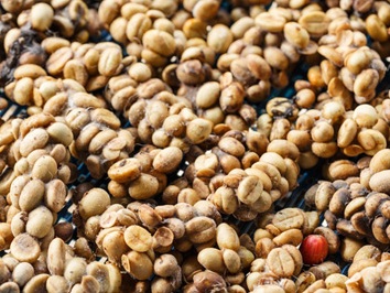 Ռուսաստանում էլիտար Kopi Luwak կարտադրեն խոզերի օգնությամբ