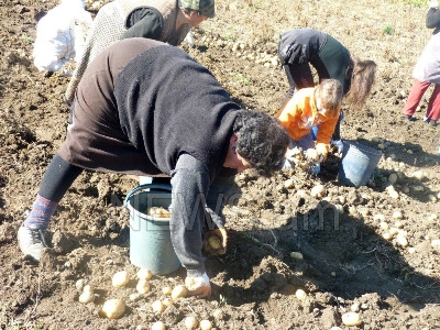 Ջրաշենցիները կարտոֆիլն ու կաղամբը դաշտից չեն հավաքում, միեւնույն է, գնող չկա (ֆոտո)