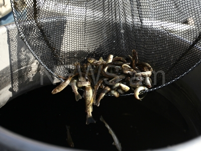 367 000 մանրաձուկ բաց  թողնվեց  Սեւան (ֆոտոռեպորտաժ)