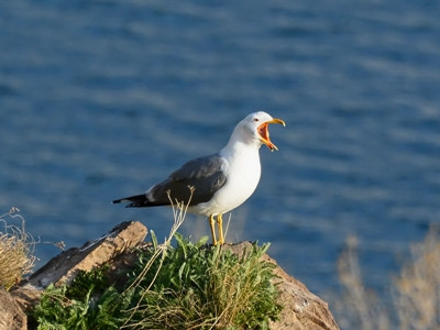 NGO member: Europeans are already attracted by watching Armenian birds