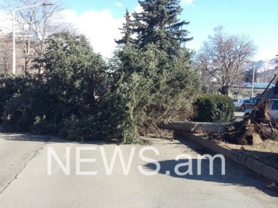 Քամին Լոռիում ծառեր է տապալել, տանիքներ քշել (ֆոտո)