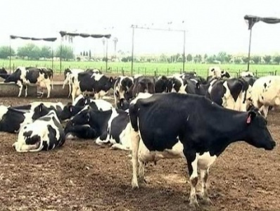 Ֆրանսիայում կովի կատաղության դեպք է գրանցվել
