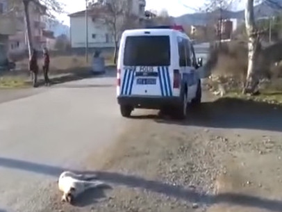 Թուրքիայում վիրավոր շանը գցել են աղբատար մեքենայի մեջ