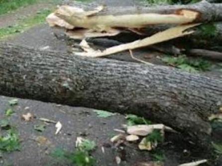 Բաղրամյան պողոտայում ծառն ընկել է մայթի վրա