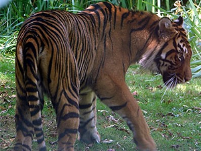 Մալայզիական վագրը Քալիֆորնիայում հարձակվել է գազանանոցի աշխատակցուհու վրա ու սպանել