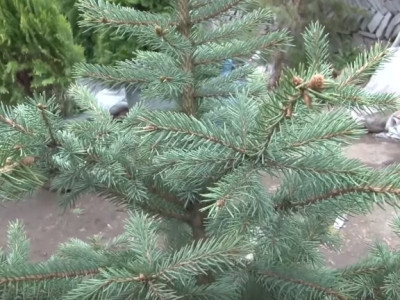 Կոտայքի մարզում եղեւնիներ են գողացել. կան կասկածյալներ