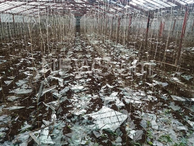 4 մլն-ի վնաս, 6 մլն-ի վարկ. Բաղրամյանում կարկուտն ամբողջությամբ կոտրել է ջերմոցների ապակիները (ֆոտո)