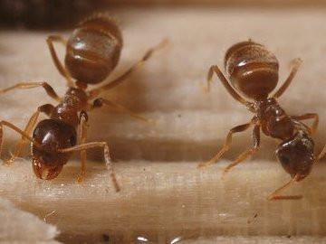 Lasius neglectus մրջյունները սպառնում են Մեծ Բրիտանիայի էկոհամակարգին