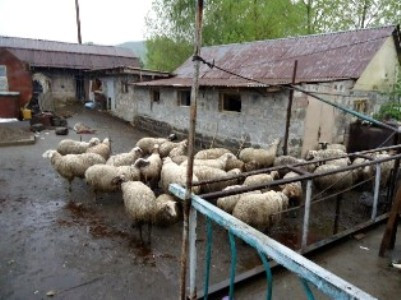 Կուտականում գայլերի հոշոտած գառները պատկանում են 7 գյուղացու