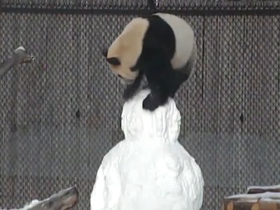 Panda Da Mao fights with snowman