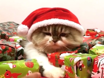 Christmas Fails 2016 videos
