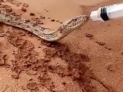 Thirsty desert snake drinks water from syringe