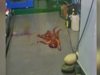 Octopus attempts to “escape” from oceanarium