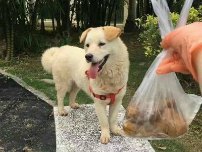 Chinese man saves a dog being sold for meat