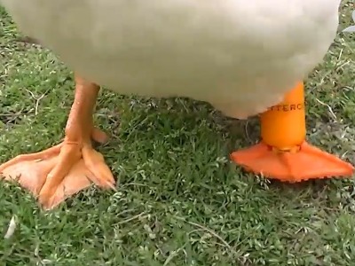 Duck gets 3D-printed foot