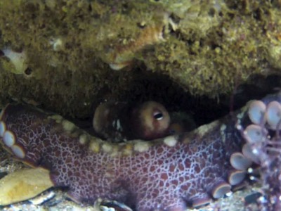Octopus steals GoPro camera