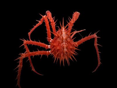 New deep-sea monsters discovered off Australian coast (PHOTOS)