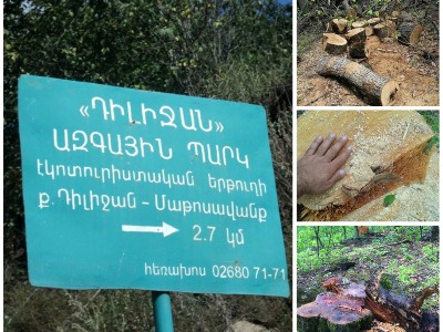 «Դիլիջան» ազգային պարկի տնօրինությունը մասնակի՞ց է ծառահատումներին. մանրամասներ (ֆոտո)