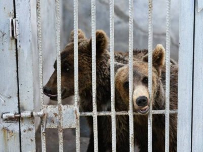 Принадлежавшие Манвелу Григоряну медведи переведены в ереванский зоопарк