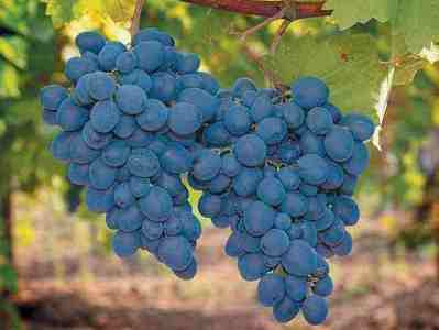 Վրաստանը մտադիր է խաղող աճեցնել Մարսի վրա