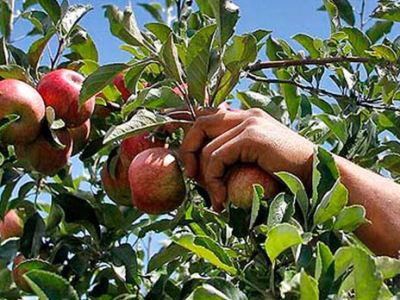 Պետությունը տարեկան 3 տոկոսով վարկեր կտրամադրի ագրովերամշակողներին. ընդհանուր պորտֆելը 25 մլրդ դրամ է