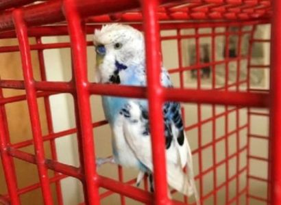Улетевший из дома попугай попал в лапы кота и вернулся домой