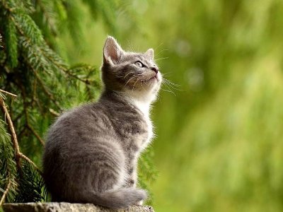 В новозеландской деревне хотят запретить кошек