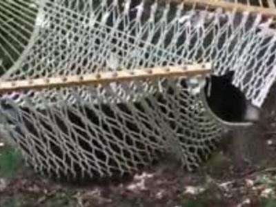 Женщина опубликовала видео с медведем, отдыхающим в ее гамаке