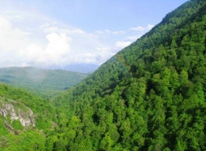 «Դիլիջան ազգային պարկ»-ի 5 անտառապահի մեղադրանք է առաջադրվել. ՔԿ