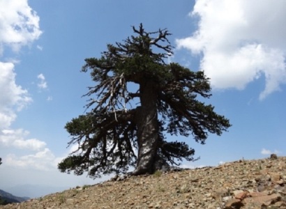 Գտնվել է Եվրոպայի ամենահին ծառը (ֆոտո)