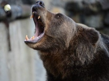 Թակարդ է դրել, որ գայլ որսա, արջ է ընկել թակարդը. Քաղաքացին տուգանվել է 30 հազար դրամով