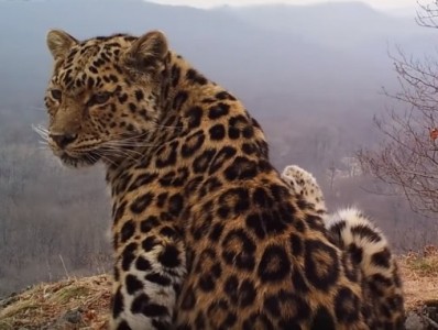 «Селфи» котят дальневосточного леопарда попали на видео в приморском нацпарке