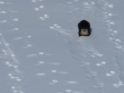 Выдра катается по снегу на пузе