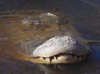 Аллигаторы заснули в замерзших болотах Северной Каролины