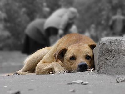 Зоозащитник: Благие намерения мэрии Еревана в вопросе бродящих животных вызывают массу вопросов