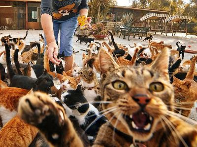 Коты оккупировали портовый город в Марокко