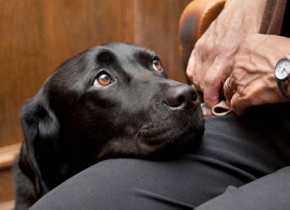 Տեխասում հավատարիմ շունն ընտանիքին փրկել է՝ հարձակվելով հրաձիգի վրա