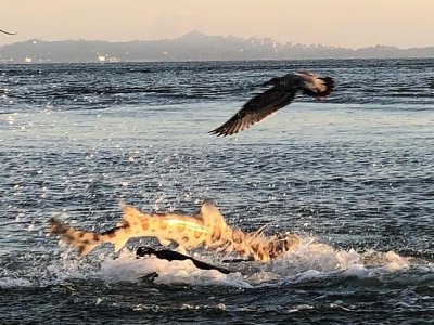 Ожесточённая схватка морского льва и акулы попала на видео