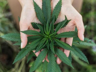New Jersey may legalize recreational marijuana