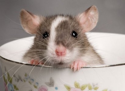 Առնետի համաշխարհային օր