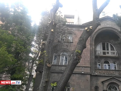 Ծառերը էտում ենք, քաղաքացիները վիրավորում են, անիծում. ծառերի ձևավորման բաժնի պետ